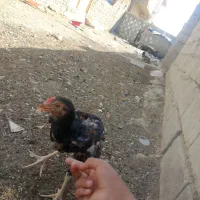 جوجه خروس لاری