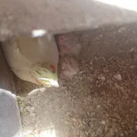 یک جفت عروس هلندی به همراه سه عدد جوجه|پرنده|تفت, |دیوار