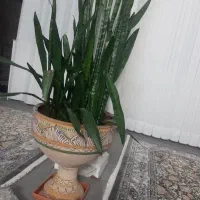 گل سانسوریا