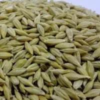 جو درجه یک قیمت کیلویی 54 تومن