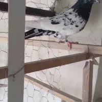 کبوتر|پرنده|آران و بیدگل, |دیوار