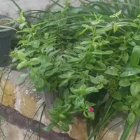 گل سرحال شاداب|گل و گیاه طبیعی|طرقبه, |دیوار