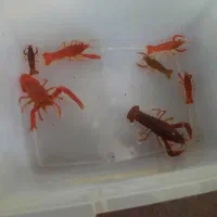 لابستر|ماهی|مشهد, امیریه|دیوار