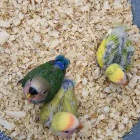 طوطی برزیلی|پرنده|بوشهر, |دیوار