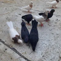 کبوتر زاغ آبادانی چشم نوک سفید|پرنده|قم, نیروگاه|دیوار