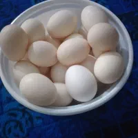 تخم مرغ محلی|خوردنی و آشامیدنی|ایذه, |دیوار