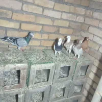 کبوتر نامور