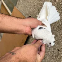 کفتر درجه یک برای بلندی|پرنده|تهران, باغ خزانه|دیوار