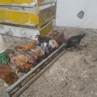 جوجه لاری اصل