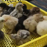 جوجه برهما|حیوانات مزرعه|خمینی‌شهر, |دیوار