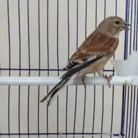 سینه سرخ نر جفتی قناری حلقه پا