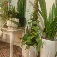 گل  طبیعی