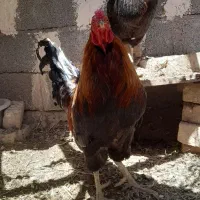 خروس ۷ ماهه|حیوانات مزرعه|مشهد, کلاکوب|دیوار