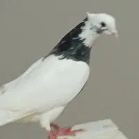 کفتر|پرنده|اسفراین, |دیوار