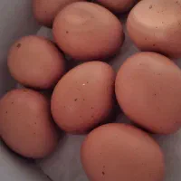 تخم نطفه دار  نژاد امپراطور غول پیکر(برهما اصل)