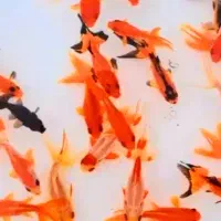 ماهی گلد فیش