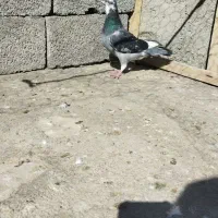 مسافتی|پرنده|اردبیل, |دیوار