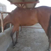 اسب