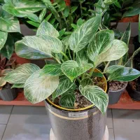 نخل نیکولای/گل و گیاه آپارتمانی/زاموفیلیا بنسای|گل و گیاه طبیعی|فردیس, فردیس|دیوار