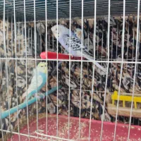 مرغ عشق زیبا|پرنده|بروجن, |دیوار