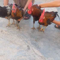 تعداد ۸ خروس ۷تا محلی وسالم ویکی لهستانی|حیوانات مزرعه|مسجد سلیمان, |دیوار