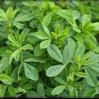 فروش یونجه