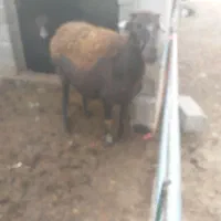 گوسفند|حیوانات مزرعه|بناب, |دیوار