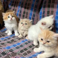 خانواده گربه های پرشین