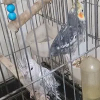 عروس هلندی نرو ماده|پرنده|ملایر, |دیوار