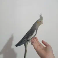 جوجه عروس هلندی