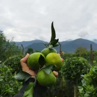 استخدام نیرو با حقوق ثابت