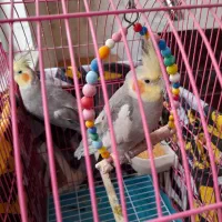 عروس هلندی اهلی|پرنده|باسمنج, |دیوار