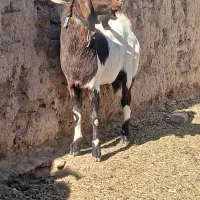 2راس بزغاله|حیوانات مزرعه|بردسکن, |دیوار