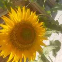 کلیه ی خدمات فضای سبز بابیش ازده سال تجربه|خدمات باغبانی و درختکاری|شیراز, باغ تخت|دیوار