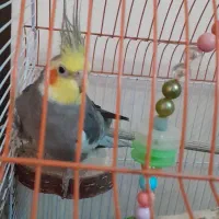 عروس هلندی|پرنده|رشت, صفاری|دیوار