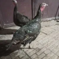 دو عدد بوقلمون ماده|حیوانات مزرعه|کرمانشاه, |دیوار