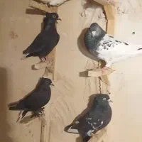 ۳۳تا بهبهانی