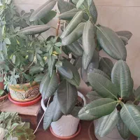 گل فیکوس پتوس قیمت توافقی