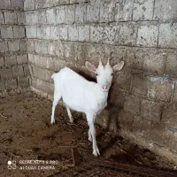 فروش بز سانن|حیوانات مزرعه|میاندوآب, |دیوار