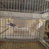 عروس هلندی و قفس هشت خان|پرنده|ساوه, |دیوار