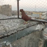 کبوتر پرنده.|پرنده|اقبالیه, |دیوار