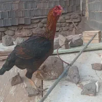 مرغ لاری ۶دنگ فول