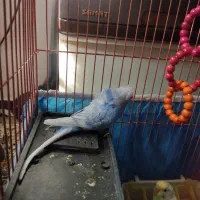 مرغ عشق جفت|پرنده|شیراز, تندگویان|دیوار