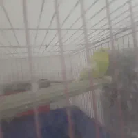 مرغ عشق جوان ماده ۱۵۰|پرنده|رشت, نیکمرام|دیوار