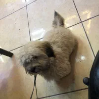 واگذاری سگ پاپی|سگ|سرخرود, |دیوار