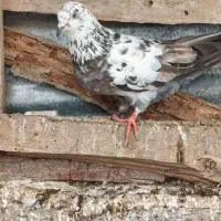 کبوتر فوق پرشی