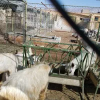 بز سانن اصیل