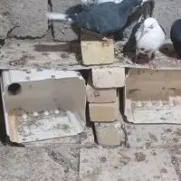 کبوتر|پرنده|باغ حلی, |دیوار