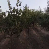 ۴۰۰ متر باغچه ۵۰متربناا معاوضه باخودرو تصادفی واحد|فروش خانه و ویلا|محمدشهر, عباس آباد|دیوار