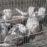 کبوتر پرشی قیمت مناسب دانه ۲۰۰|پرنده|ابهر, |دیوار